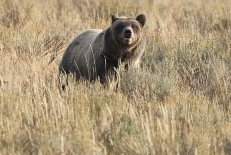 Trail Walker Injured by Grizzly in Yellowstone Air Lifted to Trauma Center
