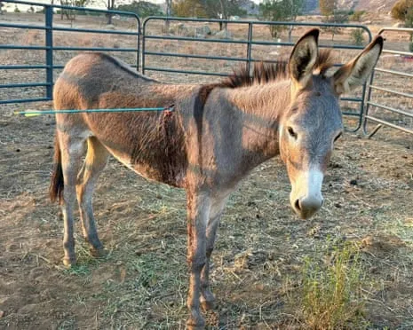 Wild Ass On the Mend Following Latest Projectile Strike on Feral Donkeys in the Golden State