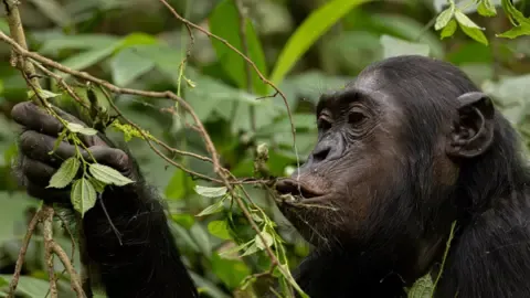 Wild Chimps Drinking the Equivalent of a Beer Each Day from Ripe Fruits, Research Finds