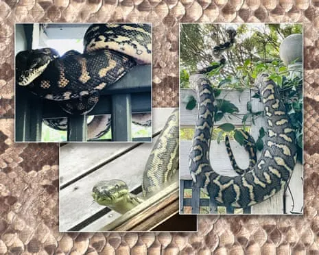 Embracing the Serpents in the Roof: An Evolution from Dread to Admiration