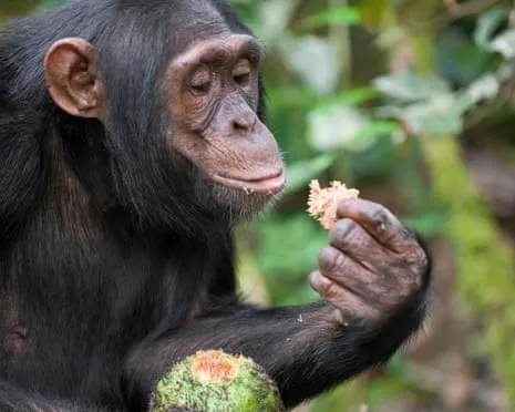 Chimpanzees Ingest Everyday Alcohol Equivalent to a Lager from Ripe Fruit