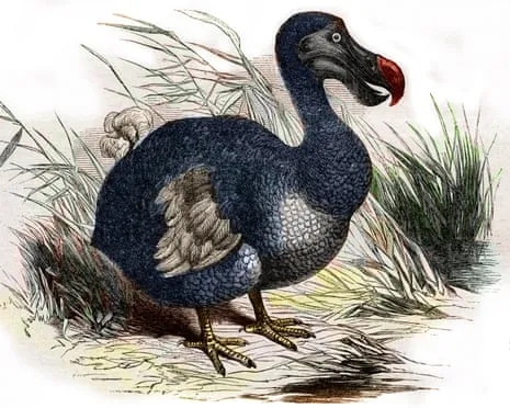 Experts Assert They’ve Made a ‘Key Milestone’ in Bringing Back the Dodo for the Very First Occasion in 300 Years